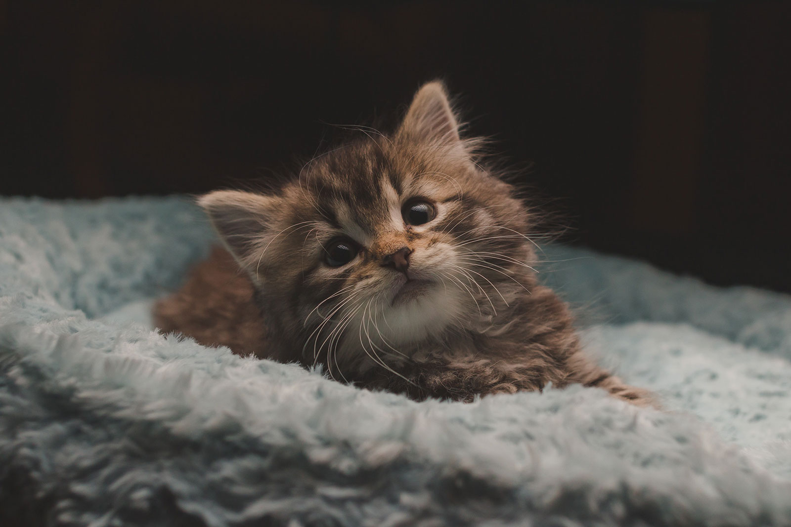 Cute brown cat on a blanket looking up