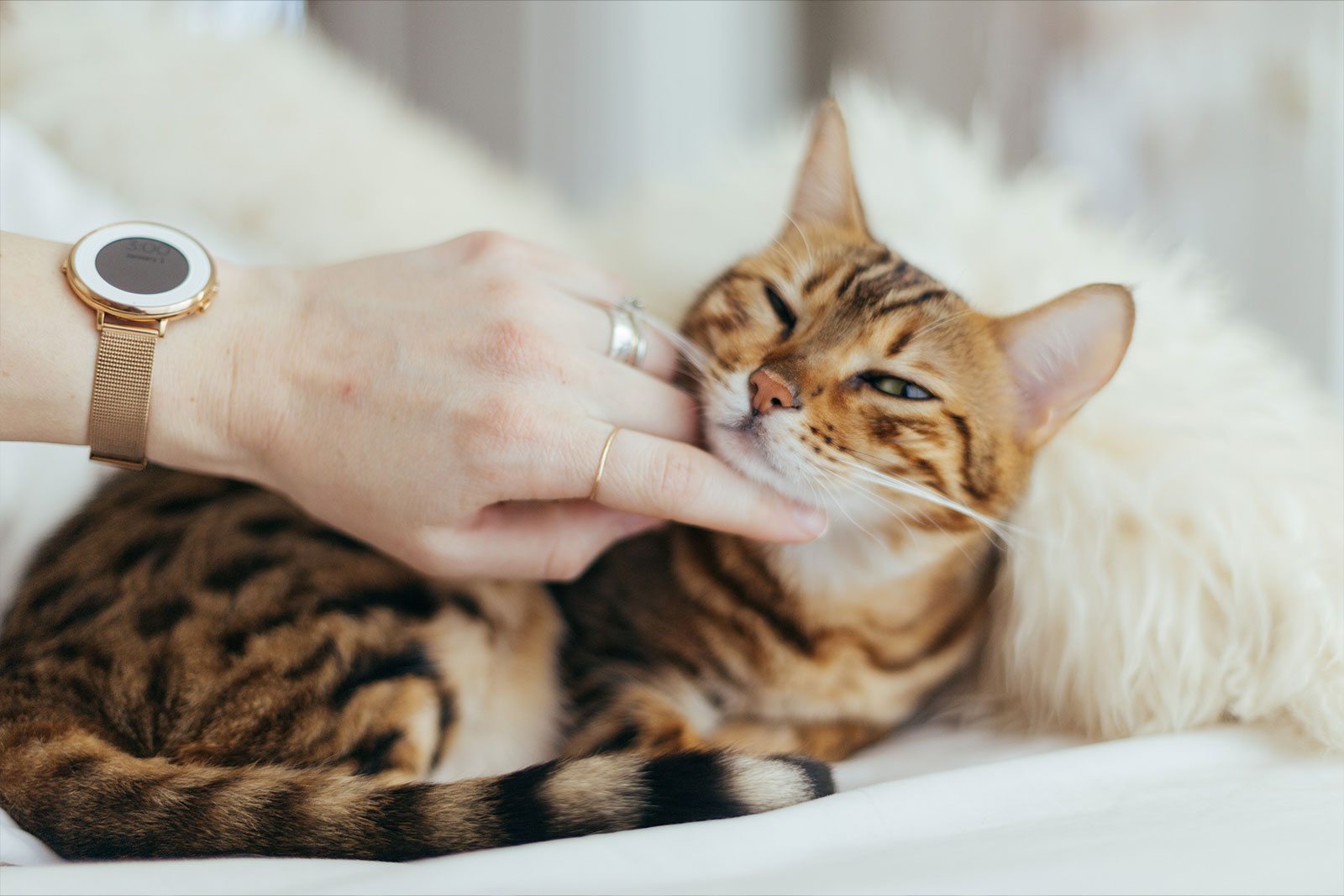 Happy Cat getting petted by a human