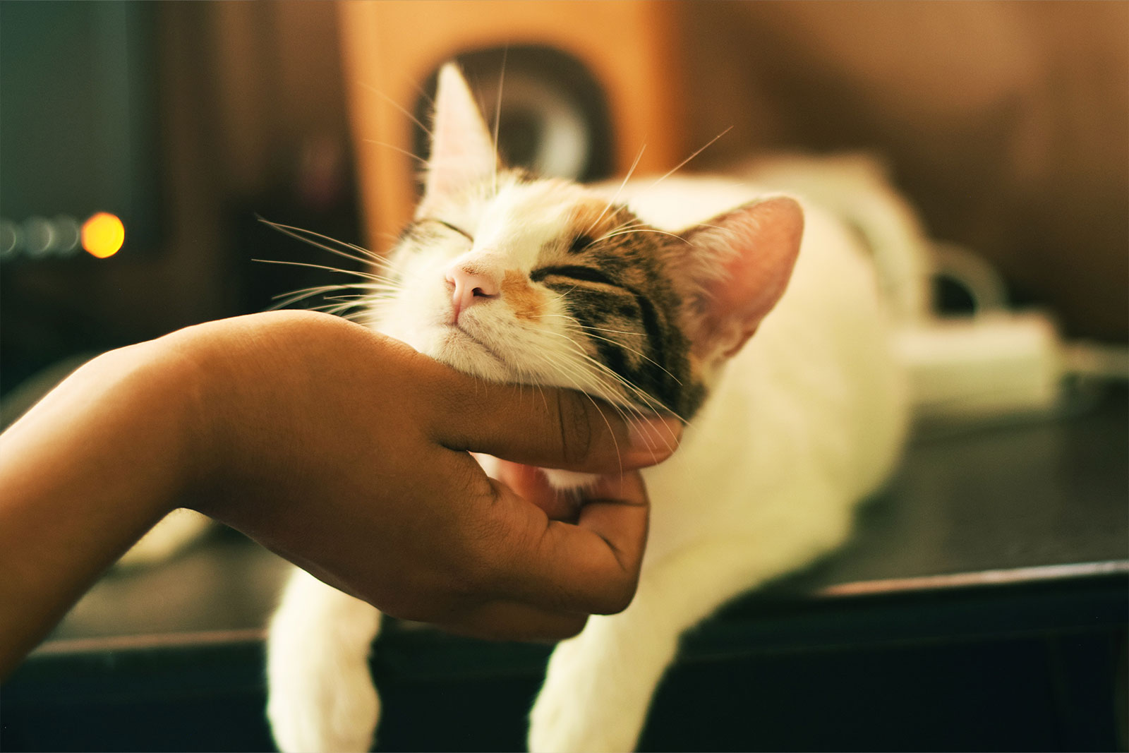 Another Happy Cat getting petted by a human