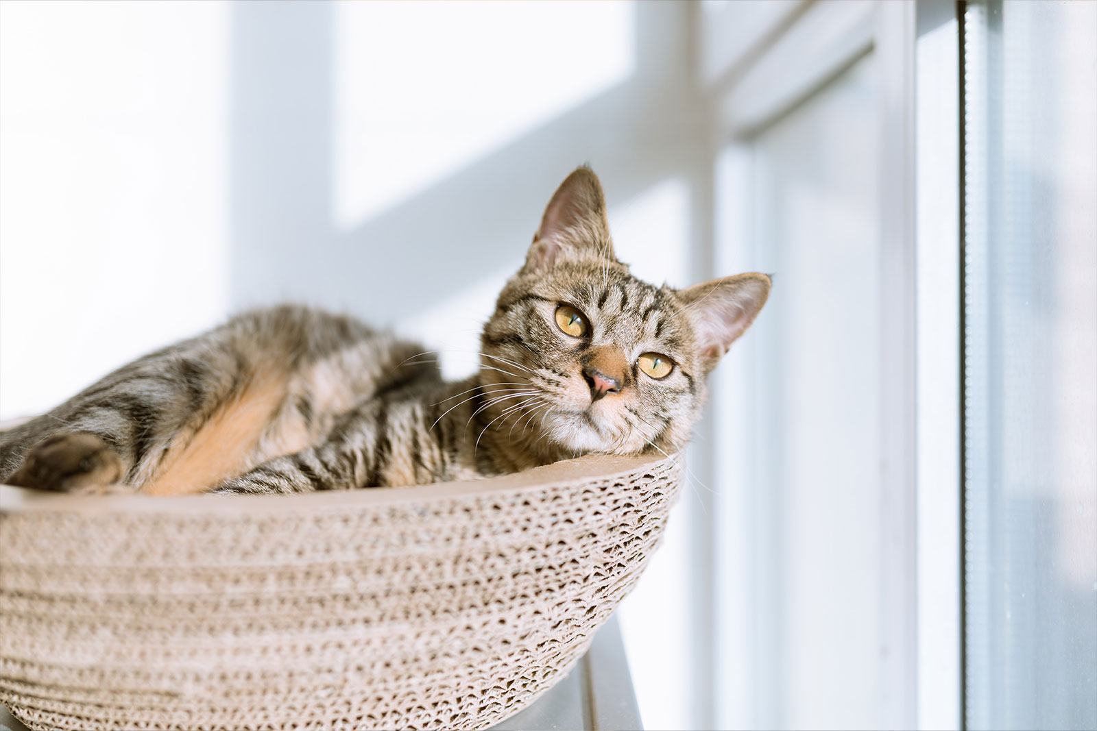 Cute in a basket